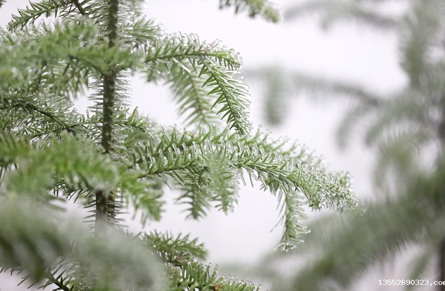 雾凇美景。阳海翔摄