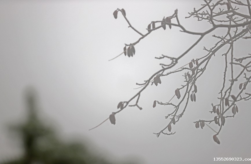 雾凇美景。阳海翔摄