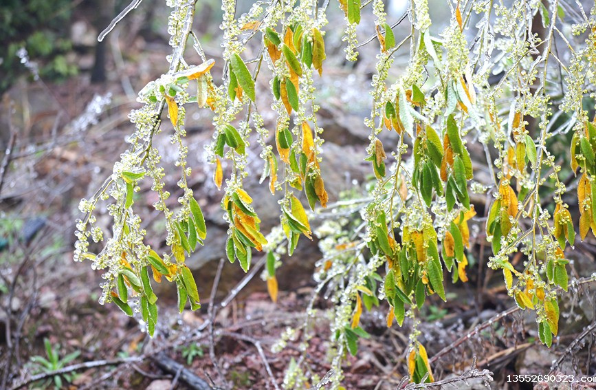 雾凇美景。阳海翔摄